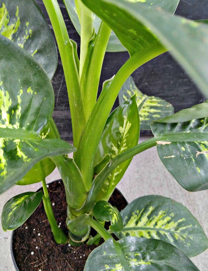 stem and leaves of a dieffenbachia plant Stem and leaves of dieffenbachia