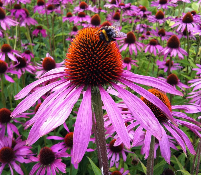 Purple coneflower
