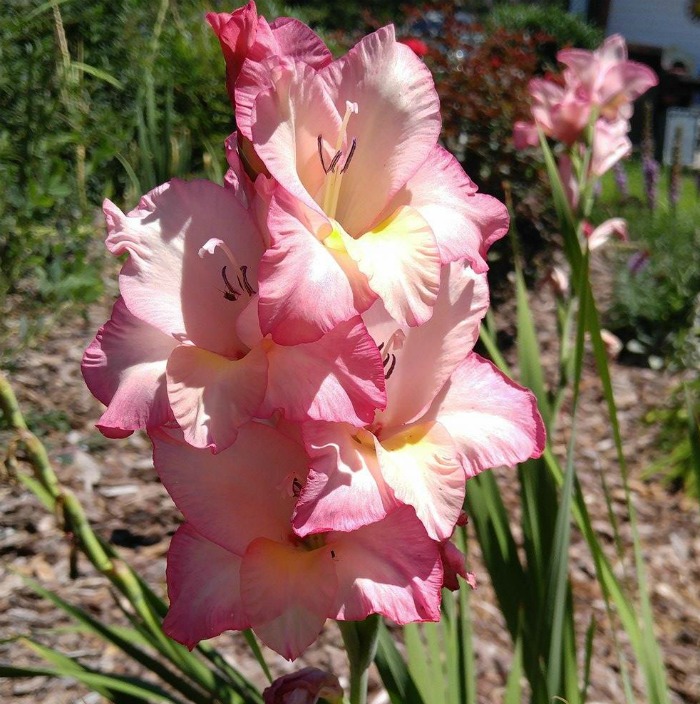 Pank gladiolus