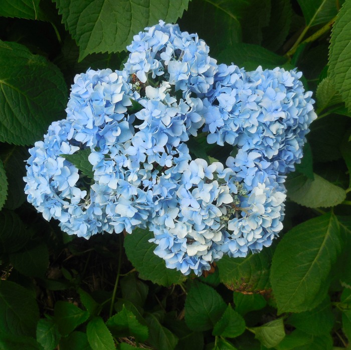 Blue hydrangea flower