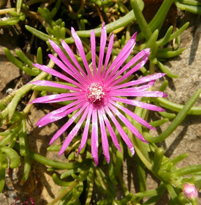 Ice plant flower
