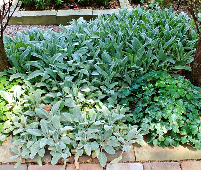 Lambs ear at the Missouri Botanical Garden