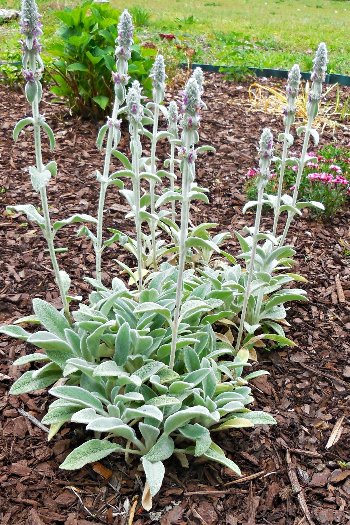 Lambs ears plant in flower
