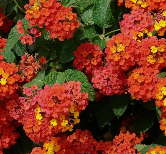 Bicolor lantana