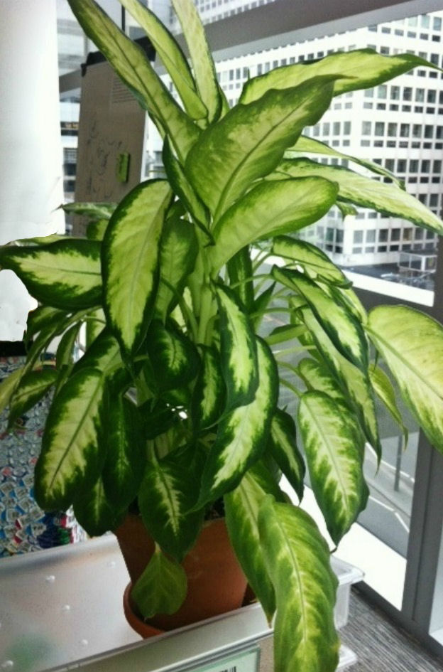 Dieffenbachia plant in an office window Dieffenbachia office plant