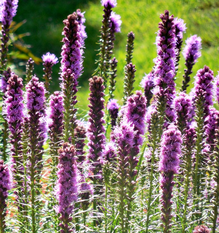 Liatris flowers