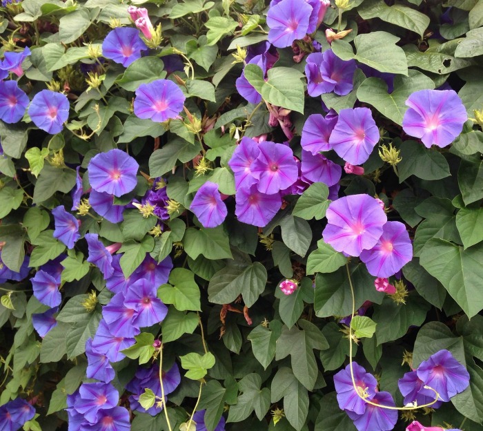 Morning Glory Vines