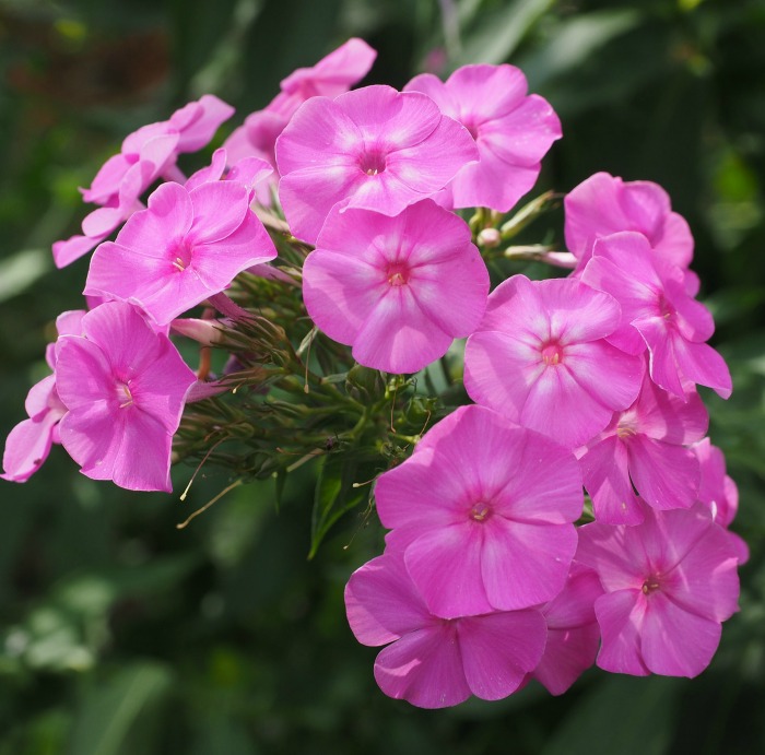 Pink phlox