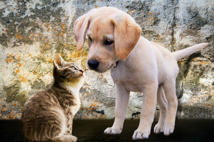 Puppy and kitten puppy and ktten