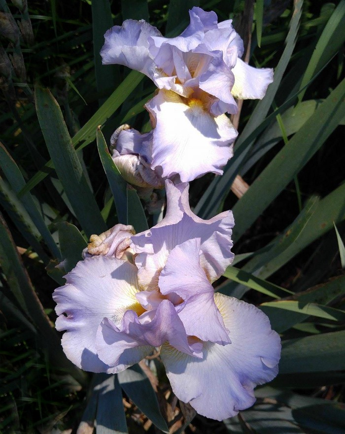 Lilac colored re-blooming iris