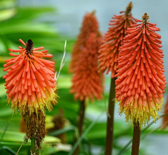 red hot poker