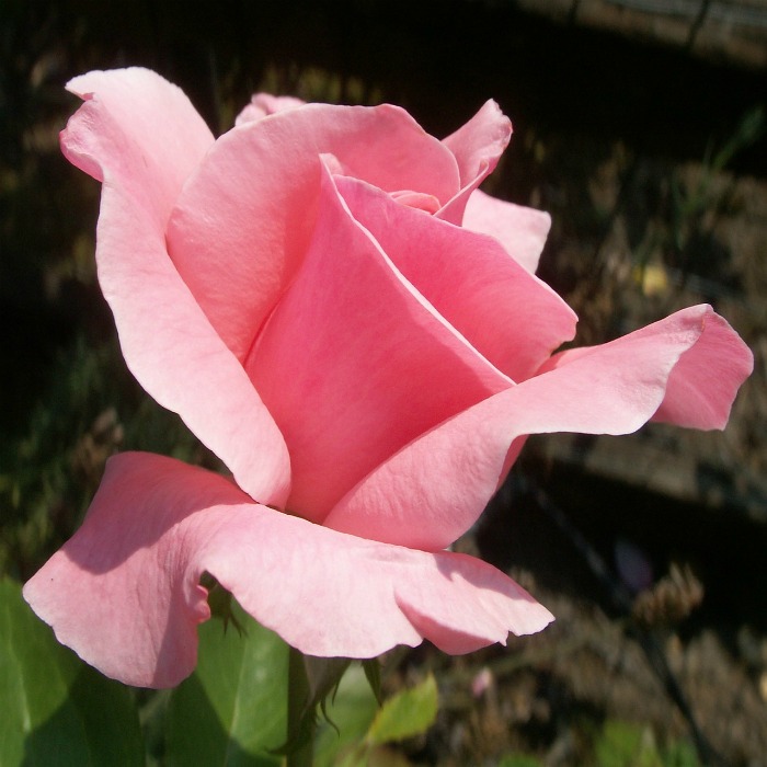 Pink Rose