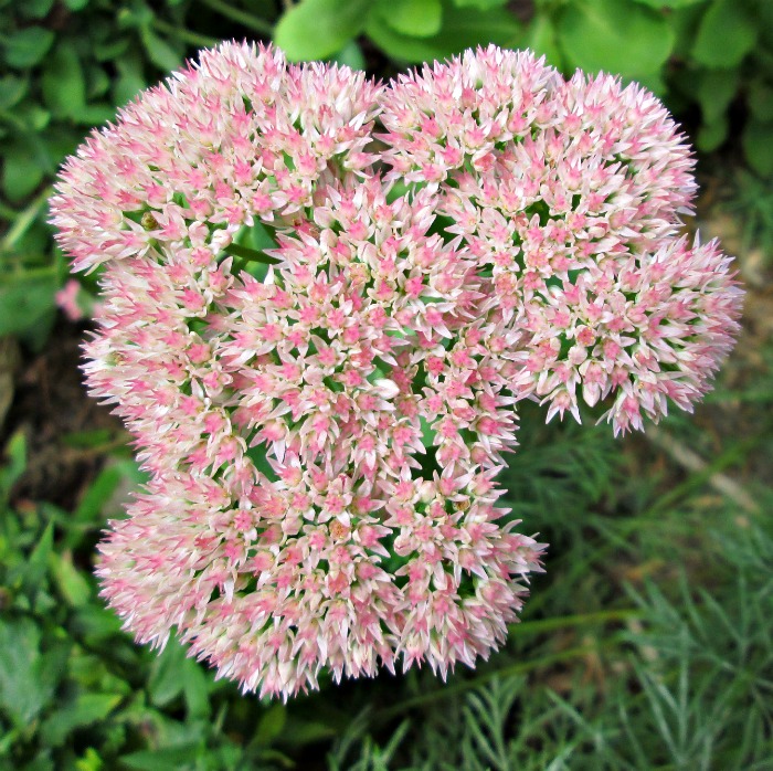 Sedum flowers