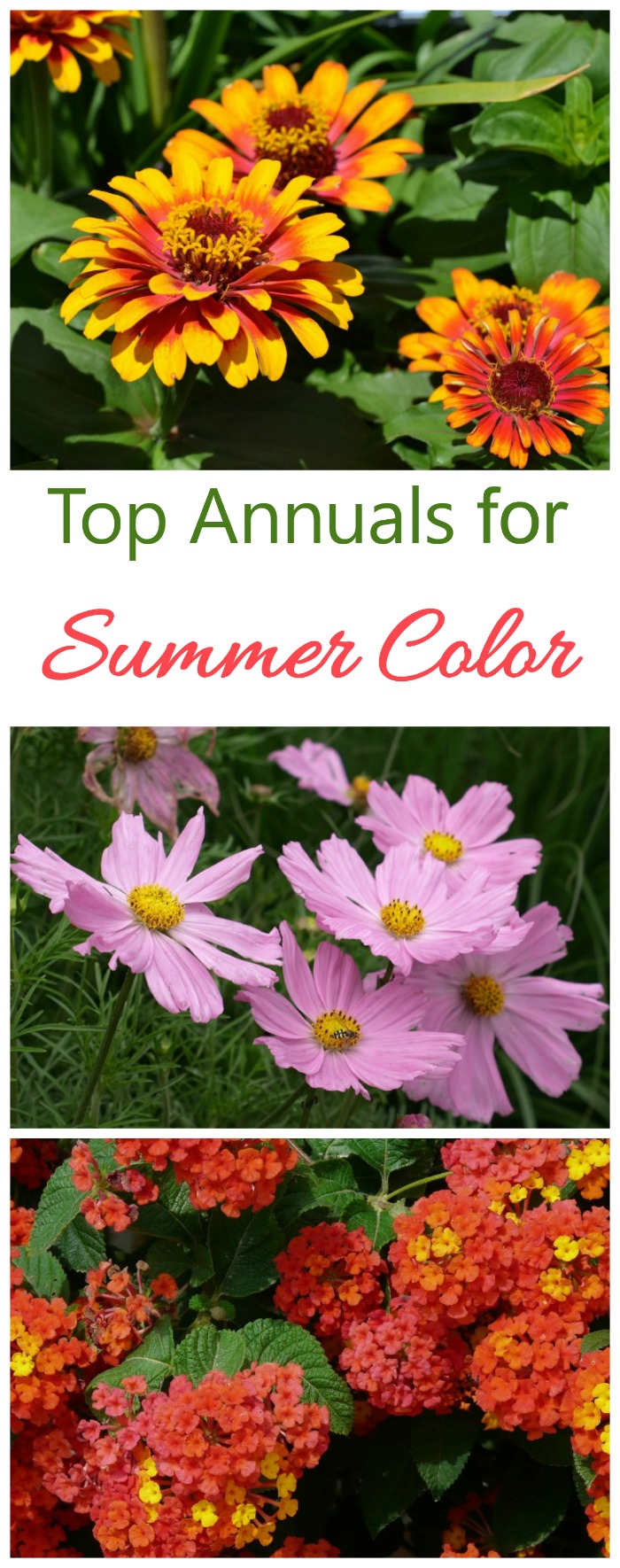 Grow these popular annuals for long lasting summer color
