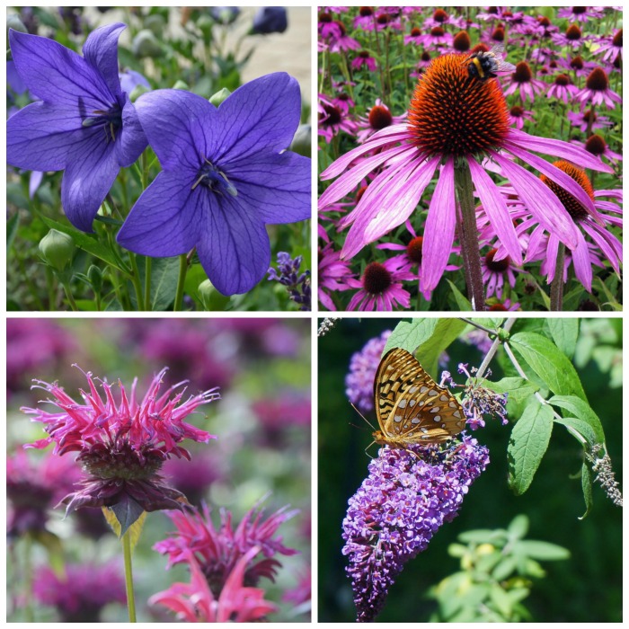 25+ Best Summer Blooming Plants