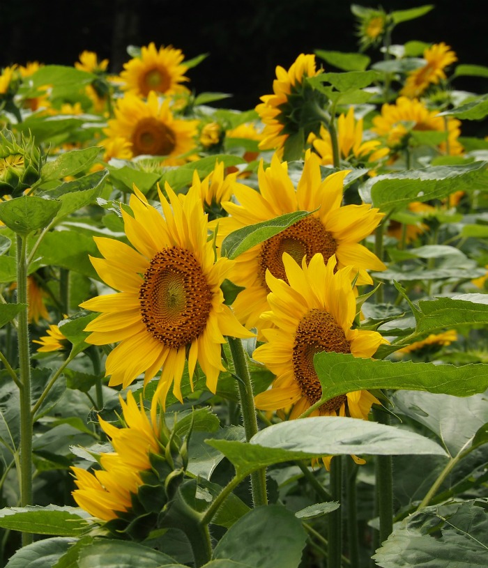Sunflowers in a field