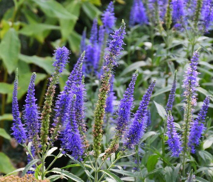Veronica flowers