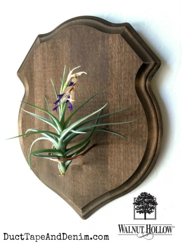 shield air plant holder Shield air plant holder from walnuthollowcrafts.wordpress.com