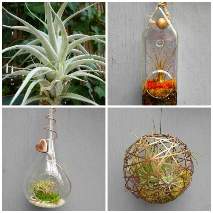 Air Plant Holders – Containers to Display Your Tillandsia Collection