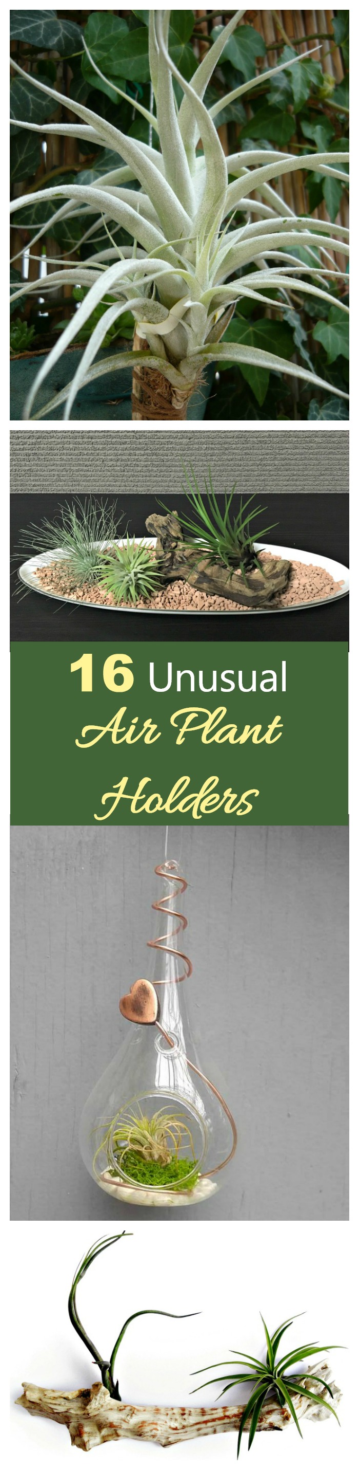 Air plant holders These unusual air plant holders are the perfect way to display your collection of tillandsia.