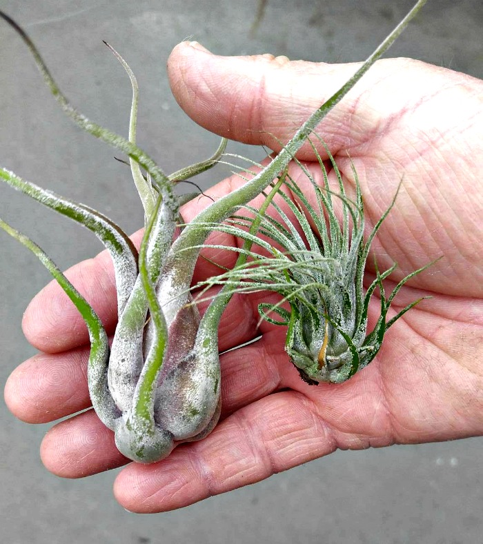 air plants air plants have no real root system
