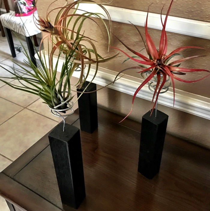Block and wire holders for air plants. Block display for air plants