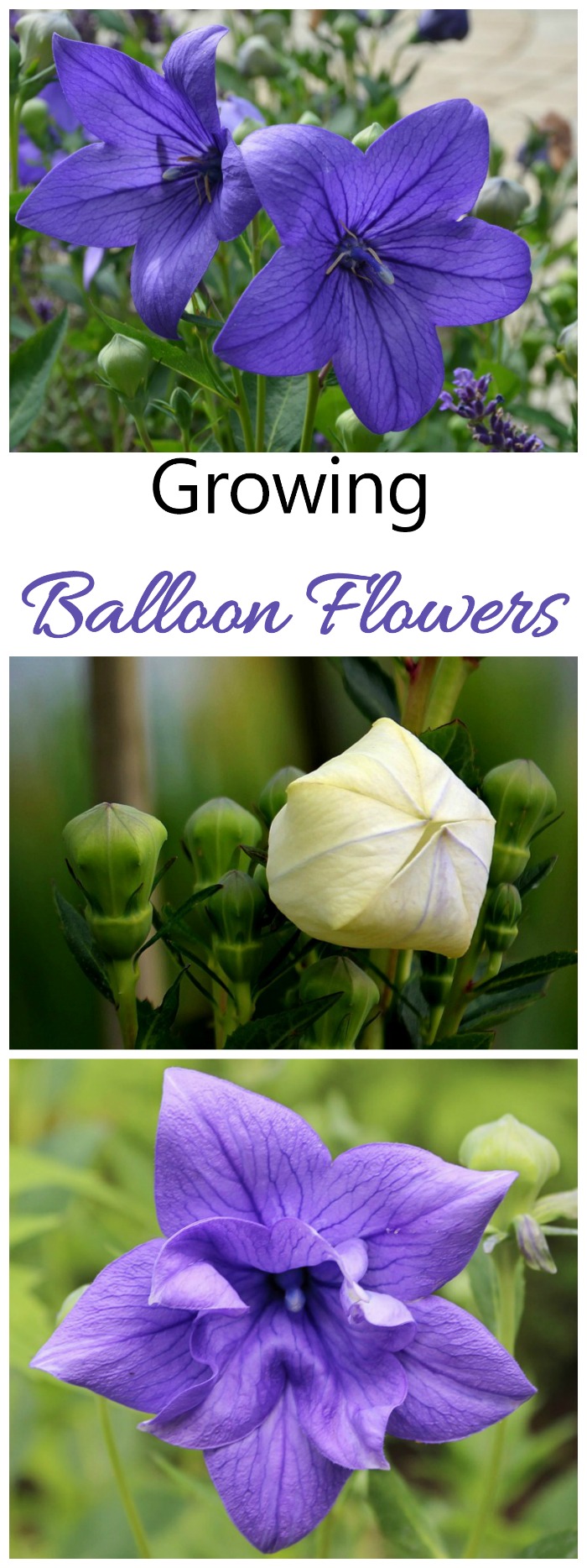 Platycodon grandiflorus is also known as Balloon flower or Chinese Bell Flower. It is easy to grow and deer resistant.