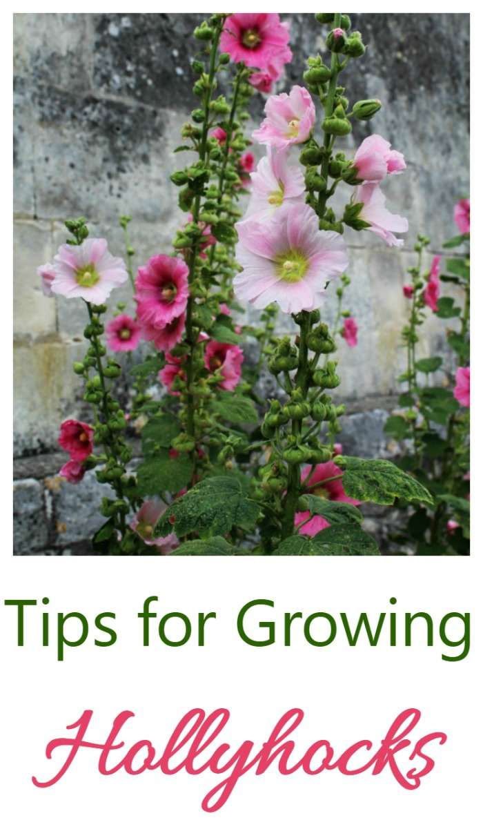 Hollyhocks are a flower that is often grown in cottage gardens. See my tips for growing these pretty plants.