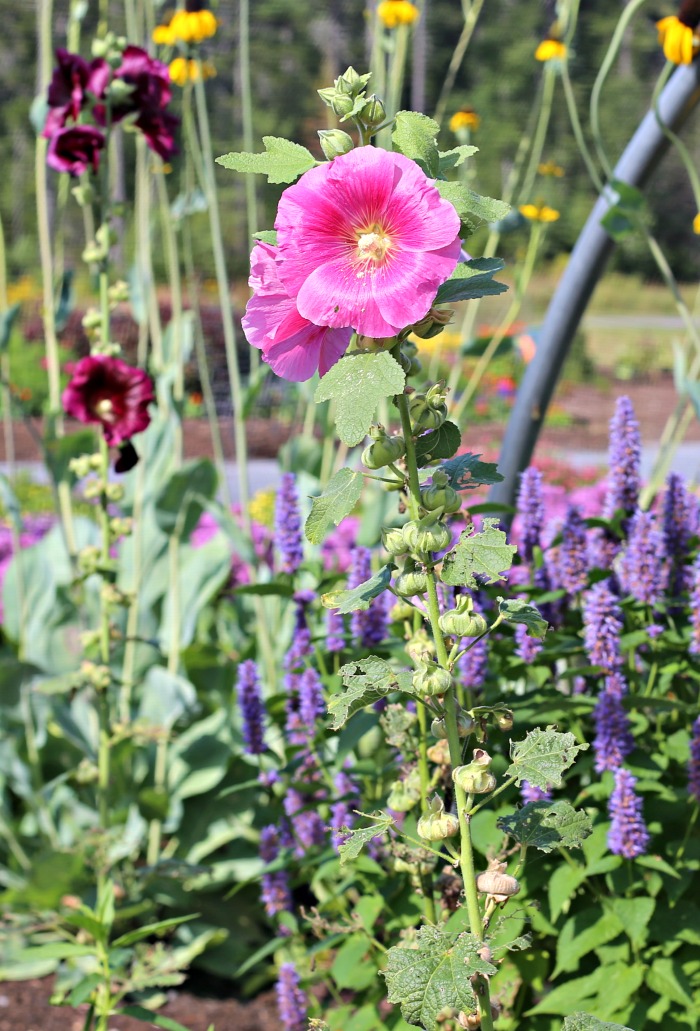 Hollyhocks and other flowering plants