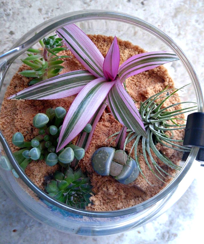 coffee pot terrarium Coffee pot terrarium for air plant and succulents
