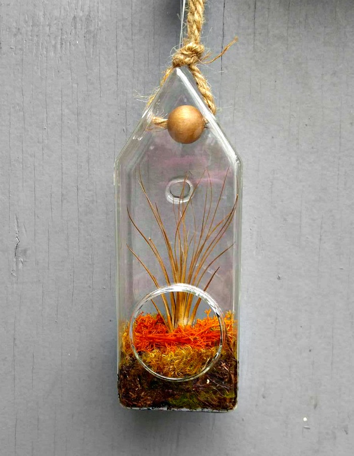 Bottle planter Glass bottle air plant holder