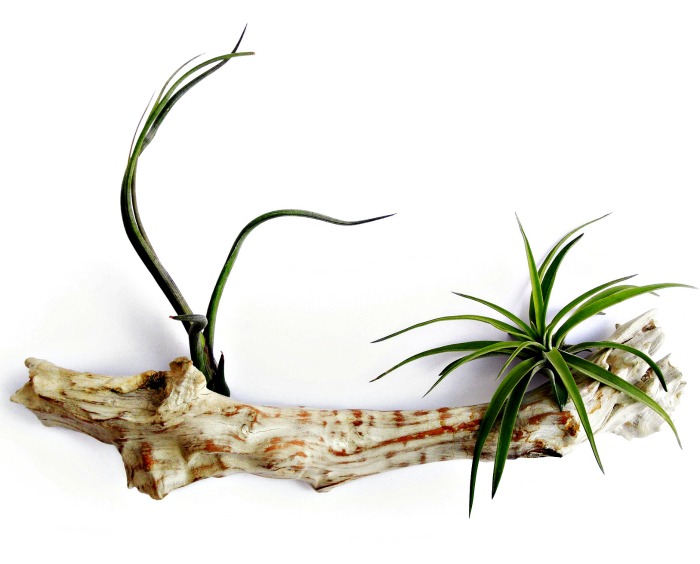 log planter and air plants Log planters for tillandsias