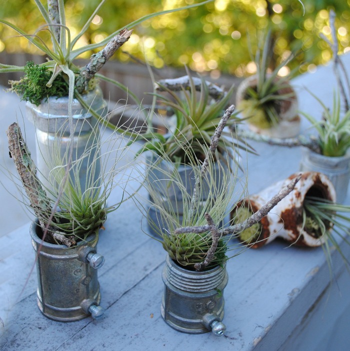 metal pipe fittings as planters Metal air plant contairners