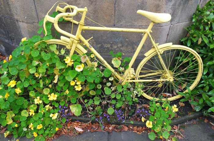 yellow bicycle covered in vines Yellow bicycle covered in vines