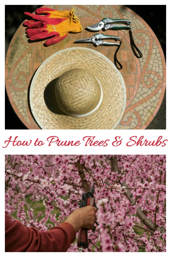 These pruning tips will make your trees and shrubs look as though they have been pruned by a pro!
