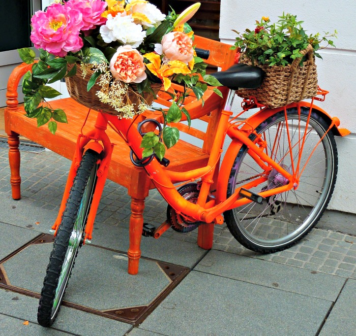 Peonies in an orange bicycle planter Peonies in an orange bicycle planter