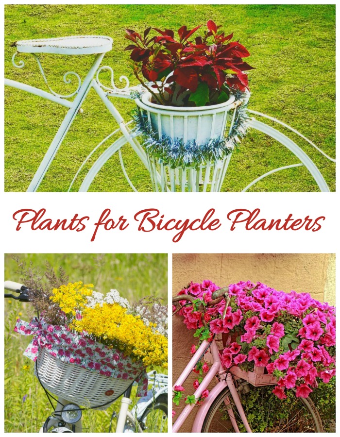 Plants to use in bicycle planters Plants to use in bicycle planters