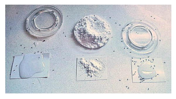 Sugar Water, Confectioner's sugar and Terro ant killer tests - How to use Borax to kill ants