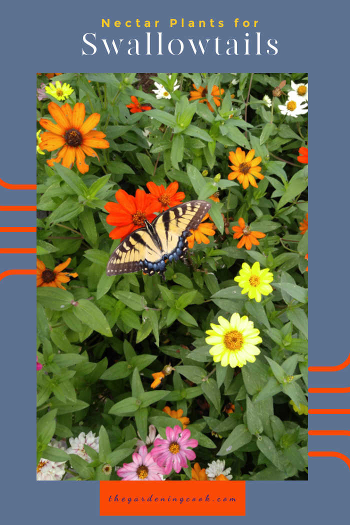 Swallowtail butterfly on a patch of zinnias with words reading Nectar plants for Swallowtails.