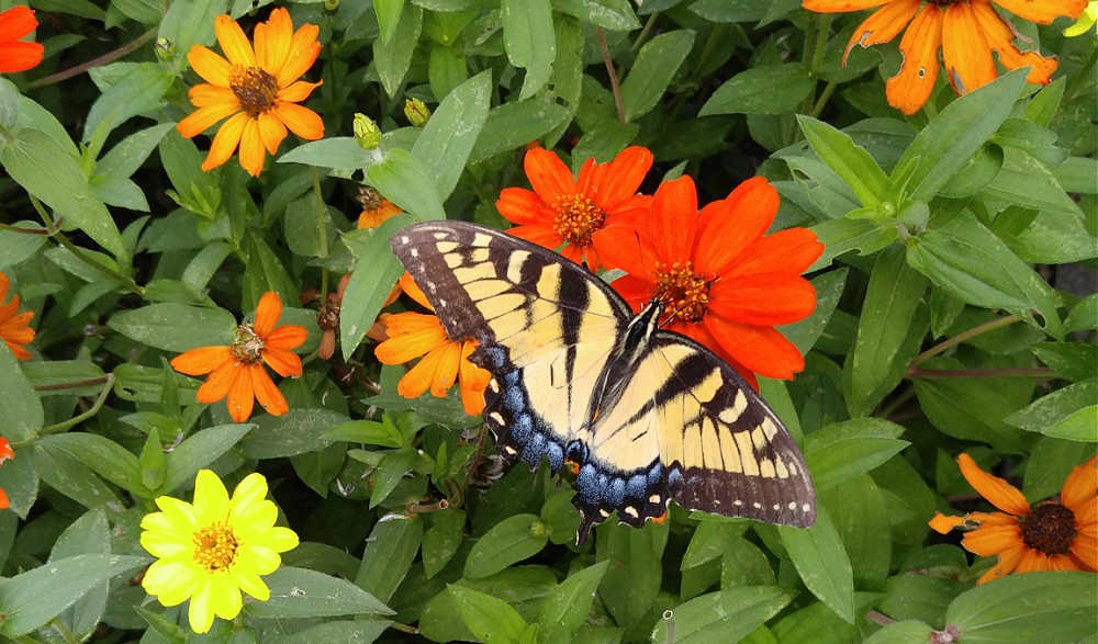 Swallowtail butterfly in a patch of zinnias.