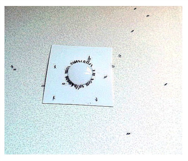 Terro bait and ants