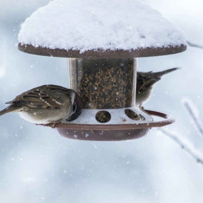 Bird feeding in the winter