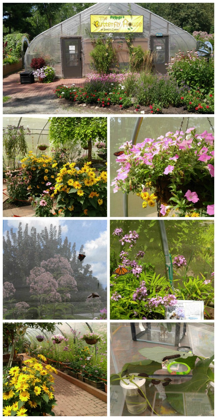 Beech Creek Garden Butterfly House