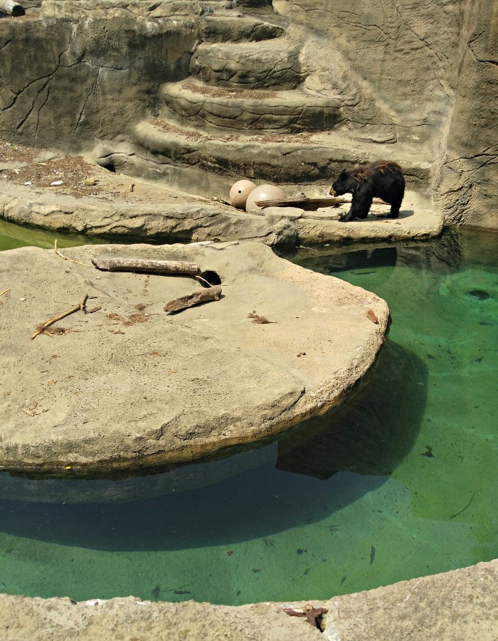 Brown bear exhibit