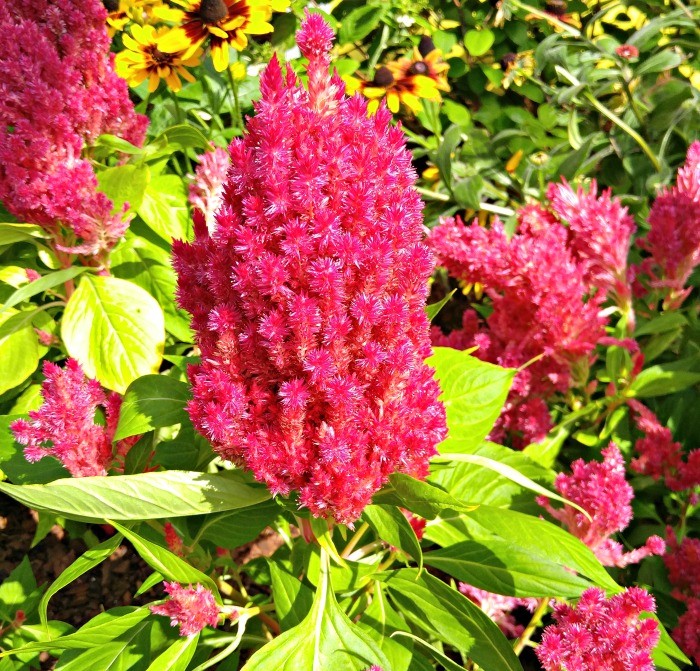 Celosia plant