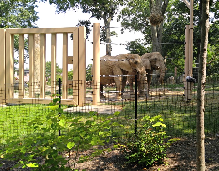 Elephant exhibit at the Cleveland Zoo