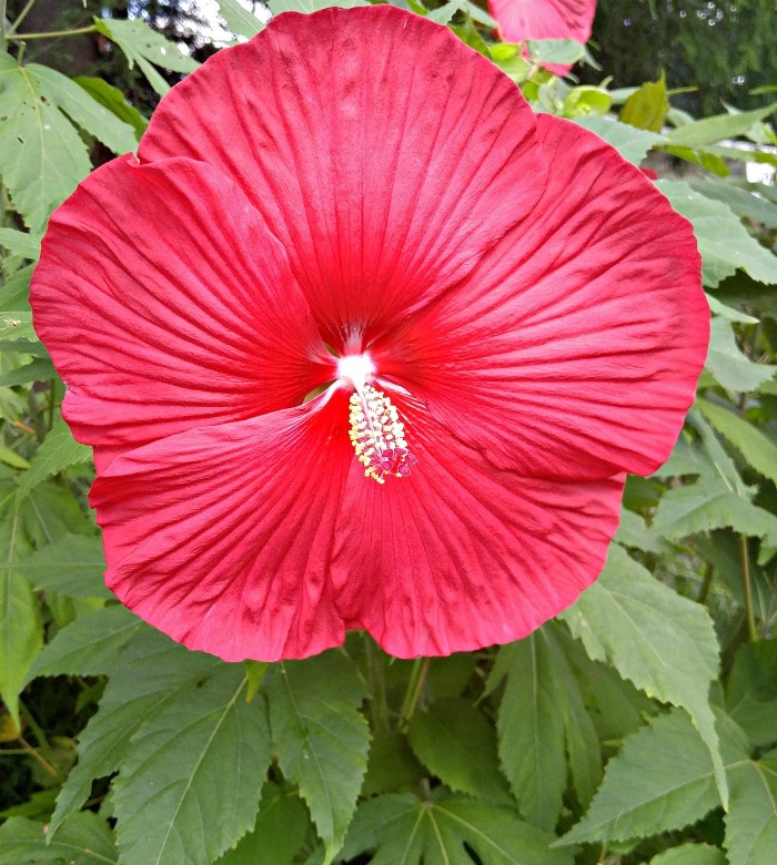 Giant hibiscus flower