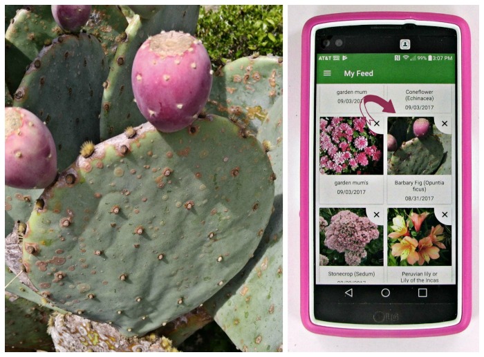 Opuntia identified in PlantSnap mobile app.