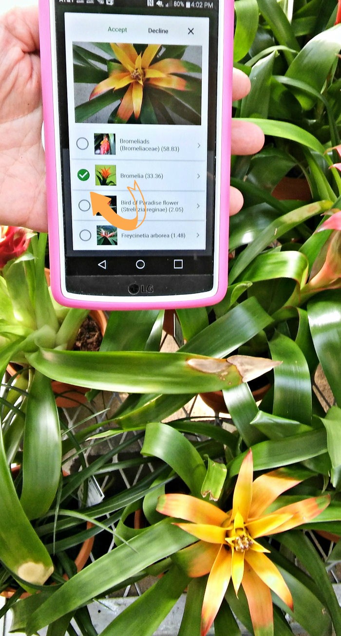 PlantSnap app identifying bromeliads in front of bromeliad with yellow flower.