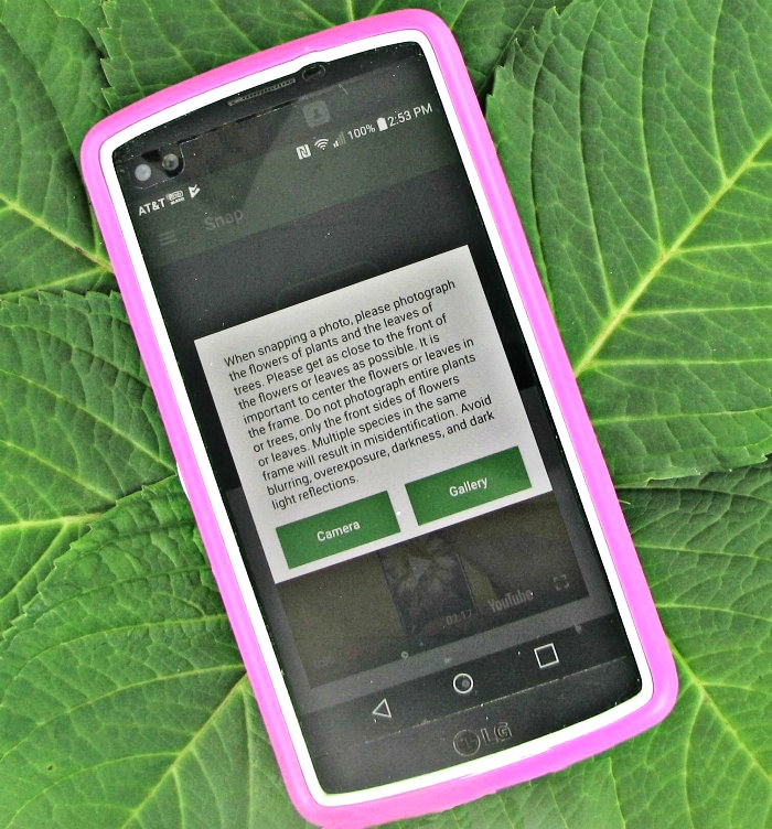Plant snap app with view of gallery and camera on a pink phone device